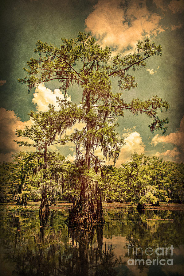 Ancient Cypress in Caddo Lake Photograph by Tamyra Ayles