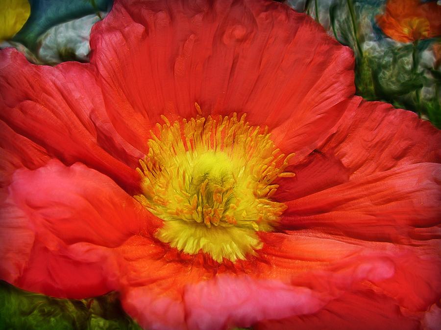 Ancient Flower 4 - poppy Photograph by Lilia S