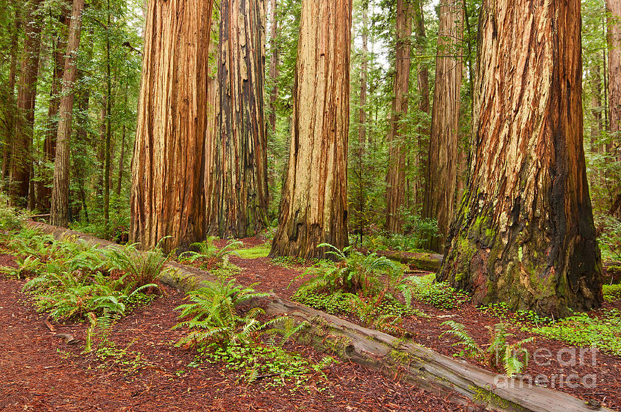 Tree Photograph - Ancient Forest - The massive giant redwoods Sequoia sempervirens in Redwood National Park. by Jamie Pham