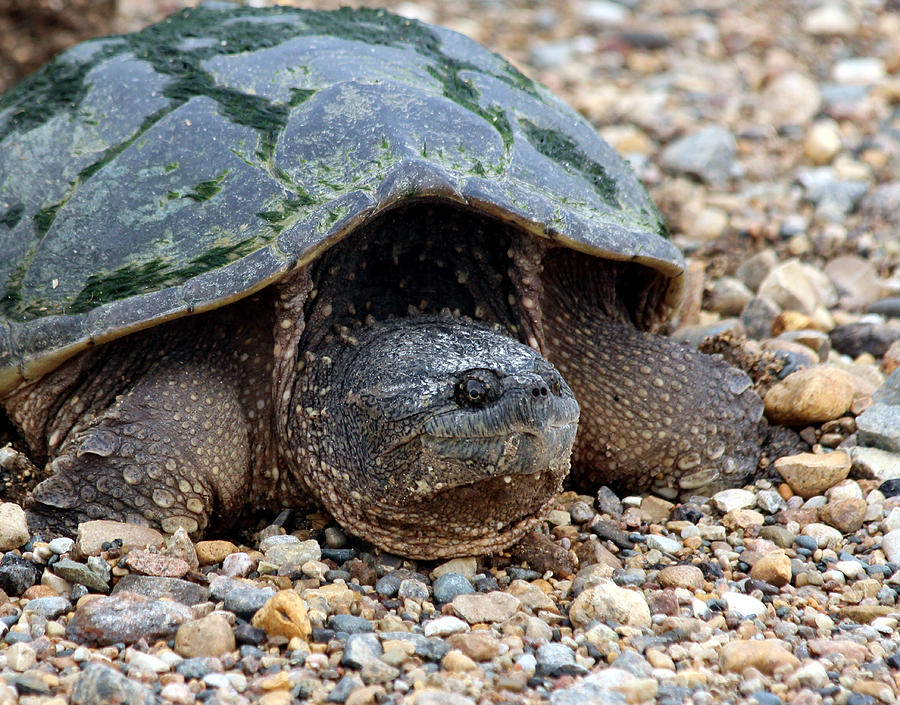 Ancient Grass Covered Turtle Photograph by Suzanne Cravens