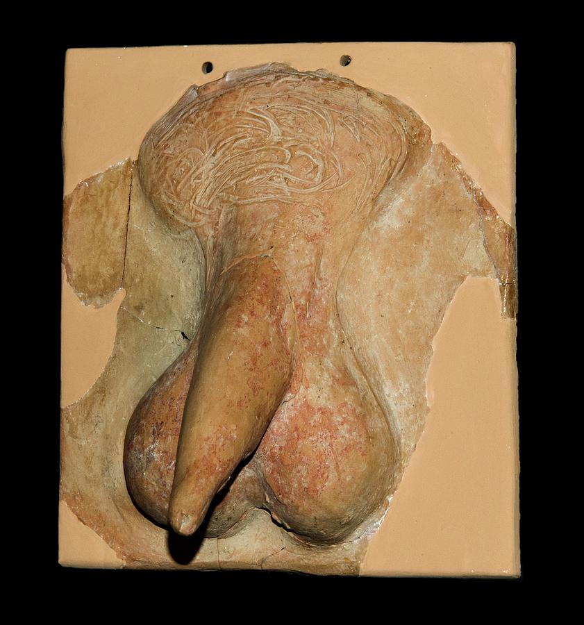 Ancient Greek Genitals Votive Sculpture. Photograph by David Parker/science Photo Library