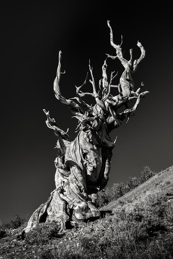 Tree Photograph - Ancient by Joseph Smith