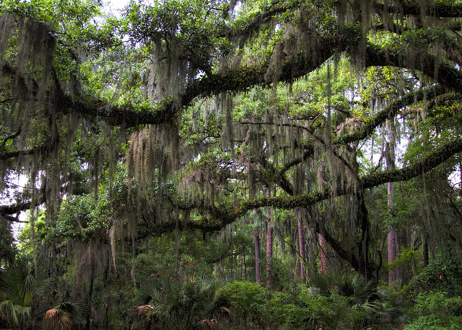 Ancient Live Oak and Spanish Moss Photograph by Kathy Clark
