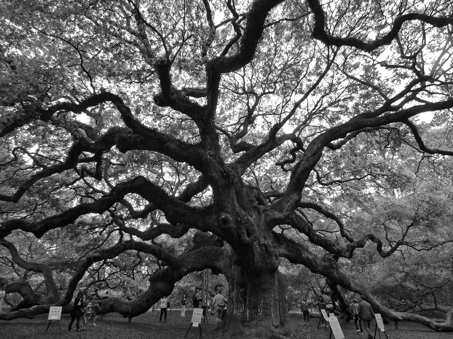 Ancient Live Oak Photograph by Jean Wright