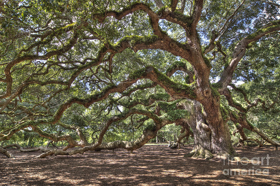 Encino Oak Tree