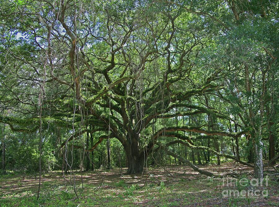 Ancient Oak Cathedral of M                  oss and Fern Ormond Beach, FL.                        al Photograph by Dodie Ulery
