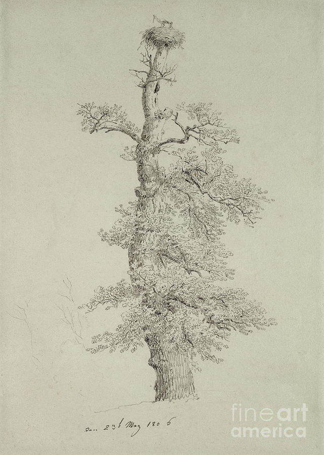 Caspar David Friedrich Drawing - Ancient Oak Tree with a Storks Nest by Caspar David Friedrich