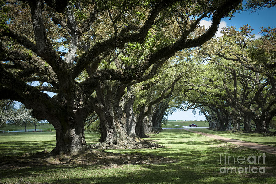 Ancient oak trees  Photograph by Dan Yeger
