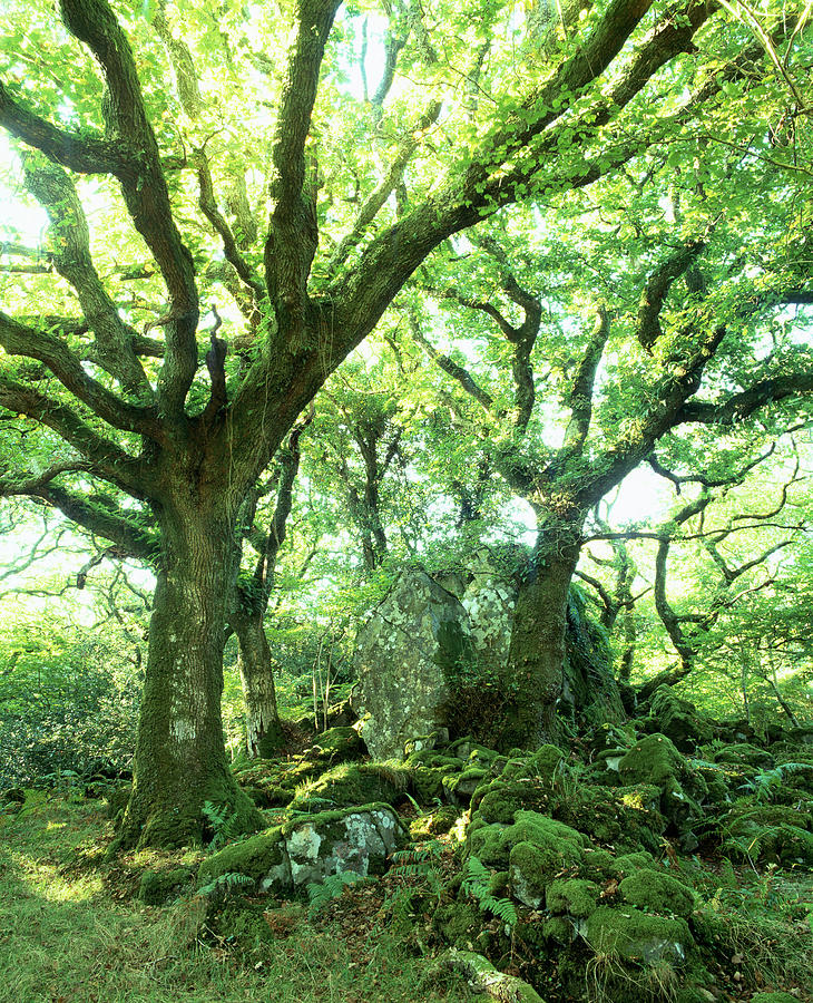 Ancient Oak Woodland Photograph by Sinclair Stammers/science Photo Library