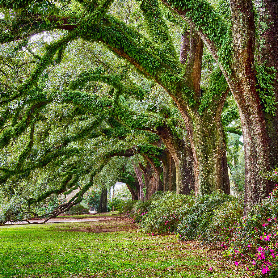 Ancient Oaks Photograph by Robert Hainer | Fine Art America