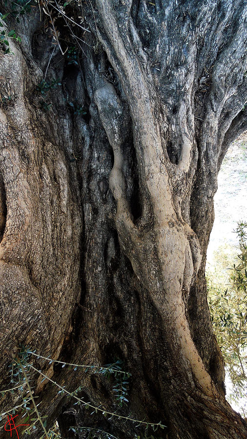 Ancient Old fine Olive Tree 6 Mountain Spain  Photograph by Colette V Hera Guggenheim