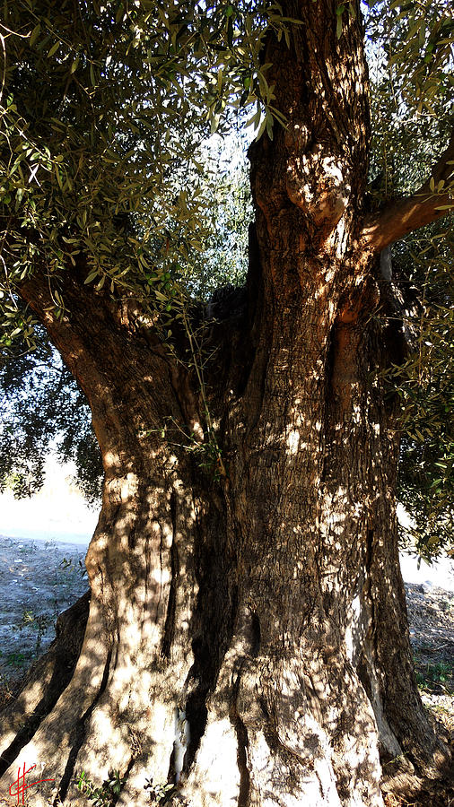 Ancient Old Olive Tree in the Mountains of Almeria Spain  Photograph by Colette V Hera Guggenheim