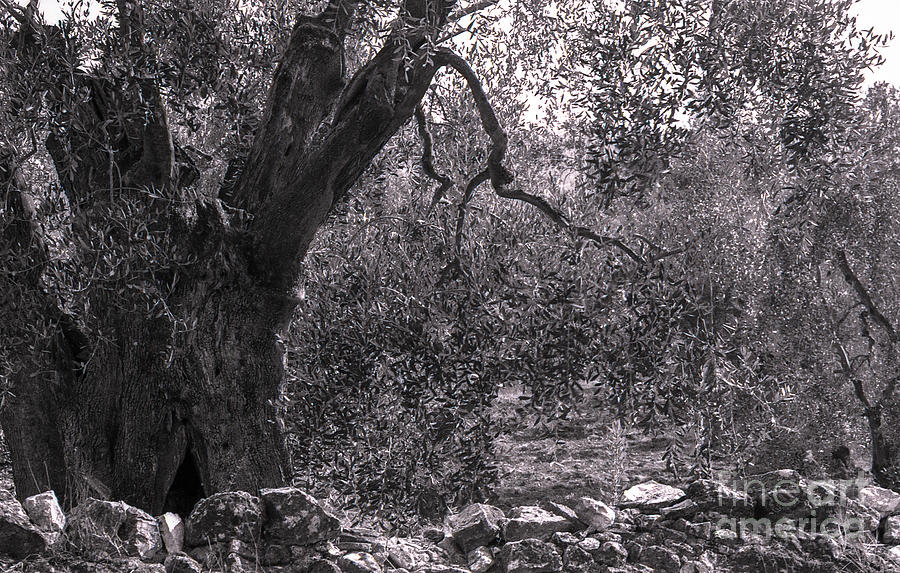 Vintage Black And White Photograph - Ancient Olive by Carol Weitz
