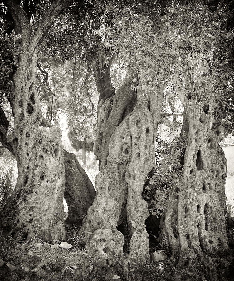 Ancient olive Photograph by Paul Cowan