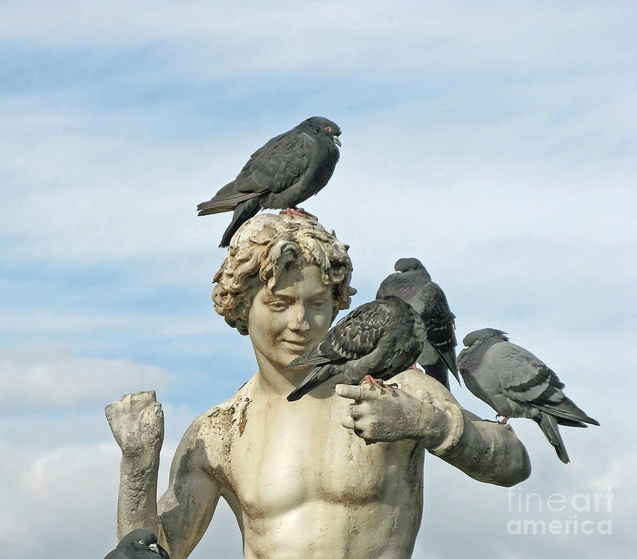 Ancient Pigeon Perch Photograph by Ann Horn