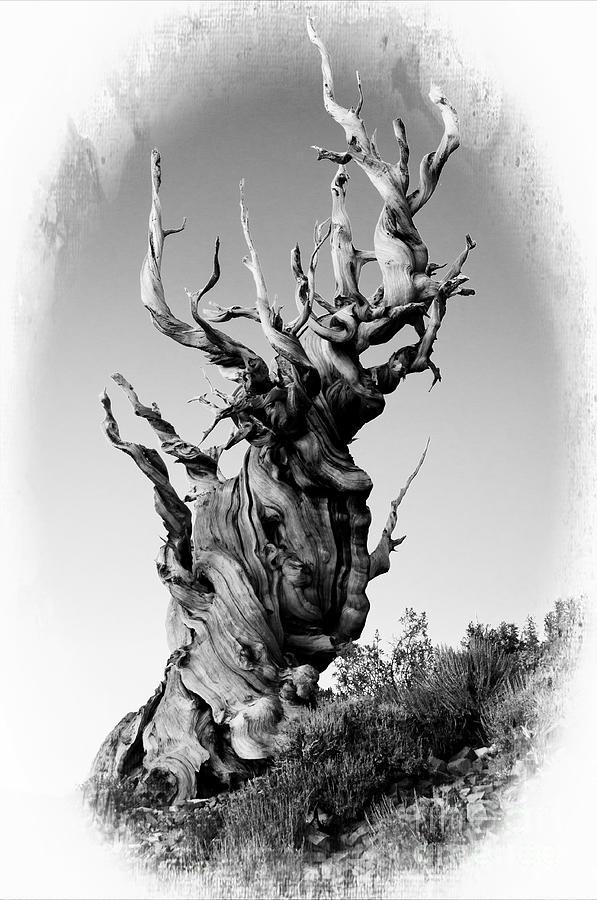 Ancient Pine Photograph by Daniel Ryan