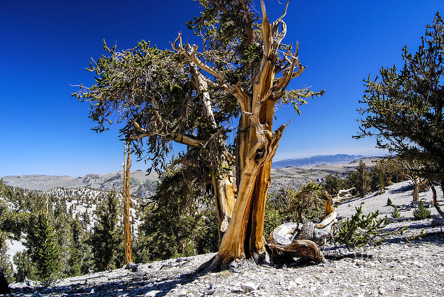 Tree Photograph - Ancient Pine by Baywest Imaging