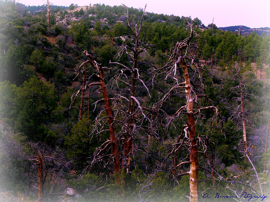 Prescott National Forest Photograph - Ancient Ponderosa Pines and Forested Mountainside by Aaron Burrows