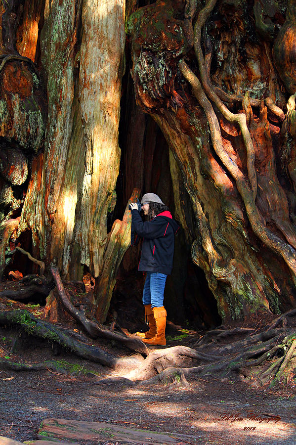 Ancient Red Cedar Photograph by Jeanette C Landstrom