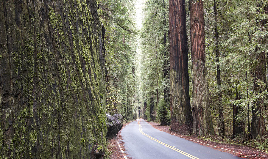 Ancient redwoods Photograph by Larry Lage - Fine Art America