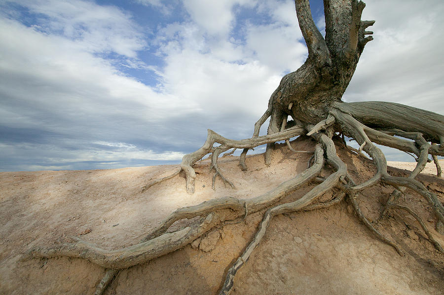 Ancient Roots Photograph by Laura Tucker