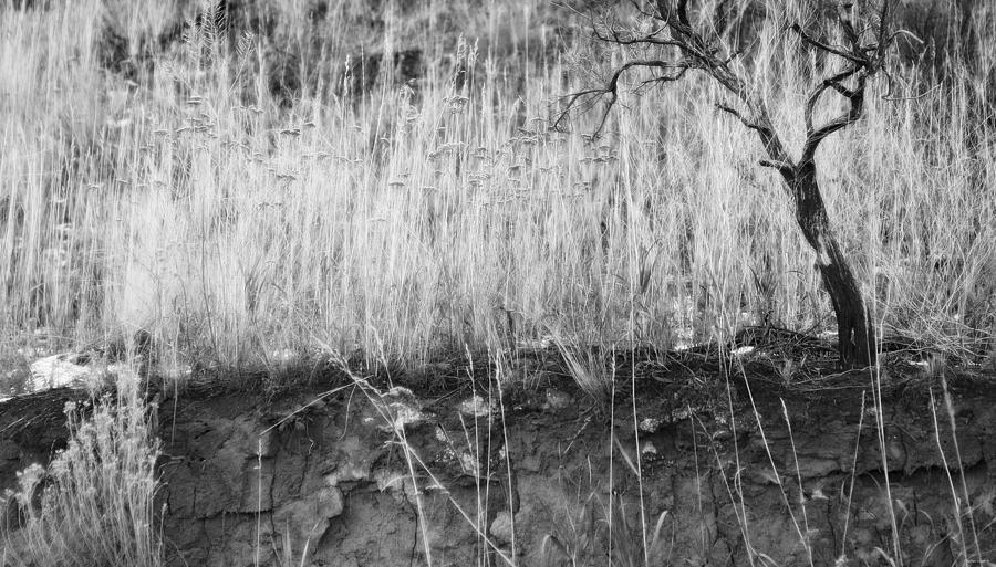 Ancient Sagebrush 2 Photograph by Theresa Tahara