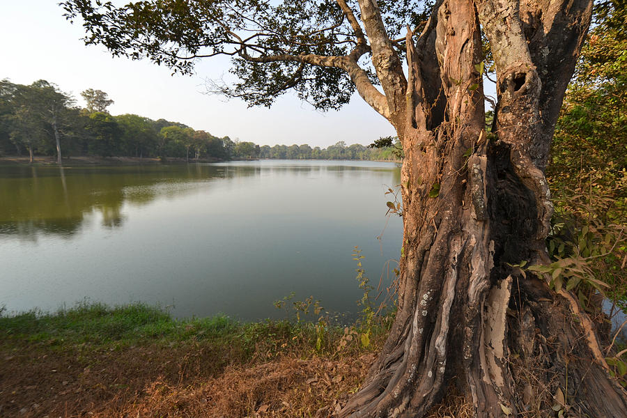 Nature Photograph - Ancient Tree Cambodia by Bill Mock
