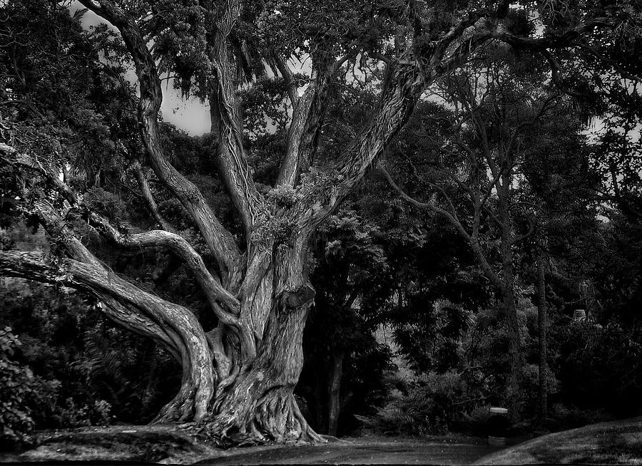 Ancient Tree Photograph