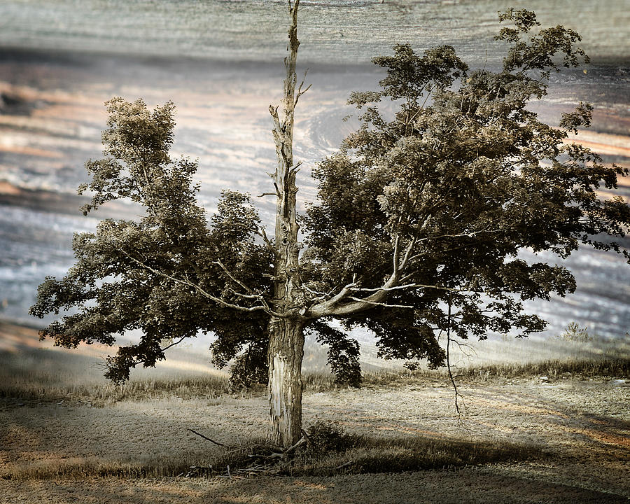 Ancient Tree Photograph by Scott Hovind