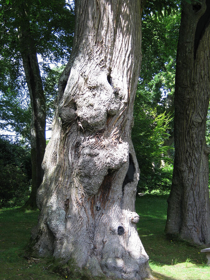 Ancient Tree Spirits Photograph by Isis RA - Fine Art America