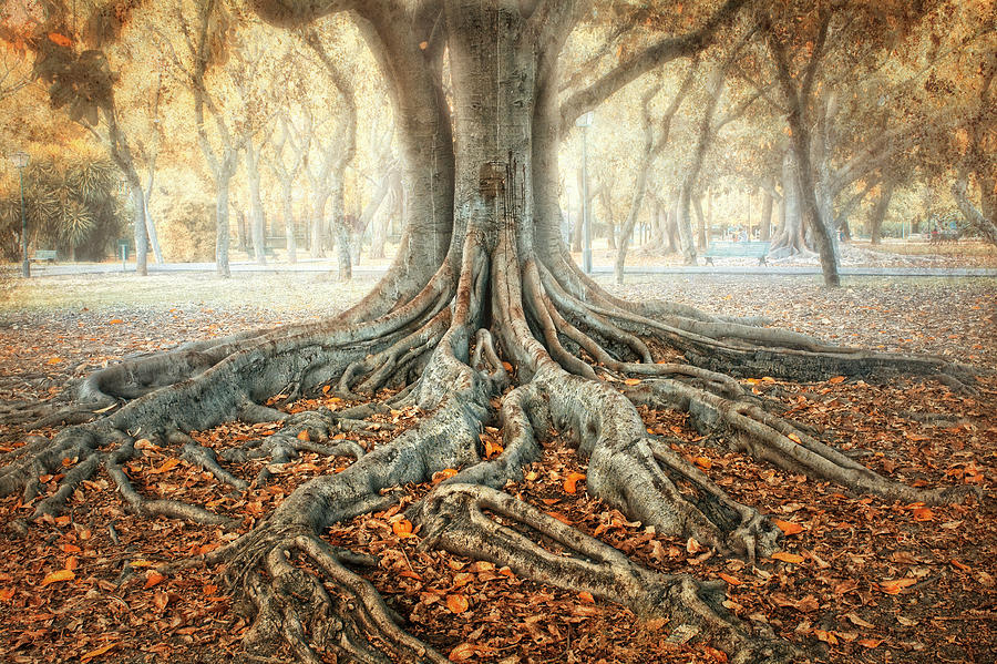 Ancient Tree Photograph by Zu Sanchez Photography