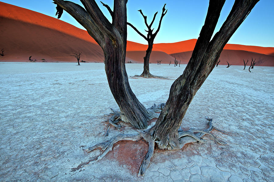 Ancient Trees In The Vlei Photograph by Trevor Cole