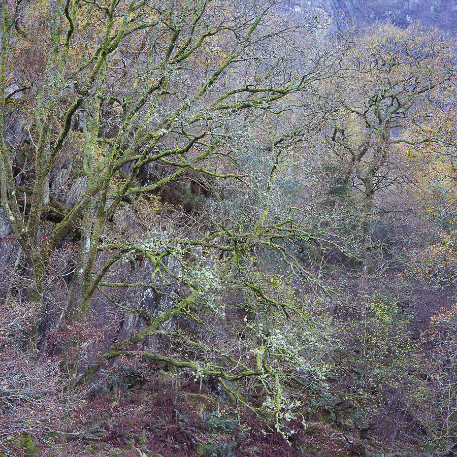 Ancient Woodland Photograph by Michael Paynton - Pixels