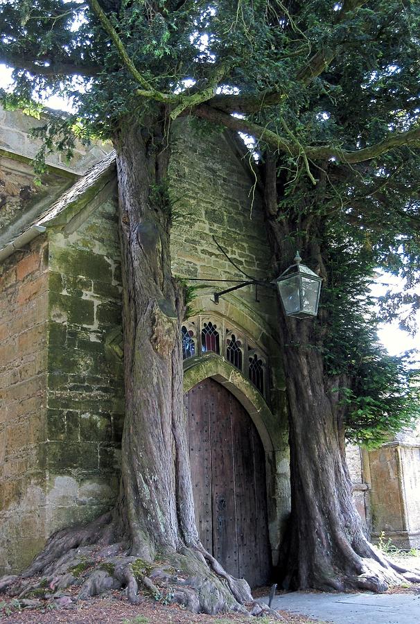 Tree Photograph - Ancient Yews Guard the Door by Kate Gibson Oswald