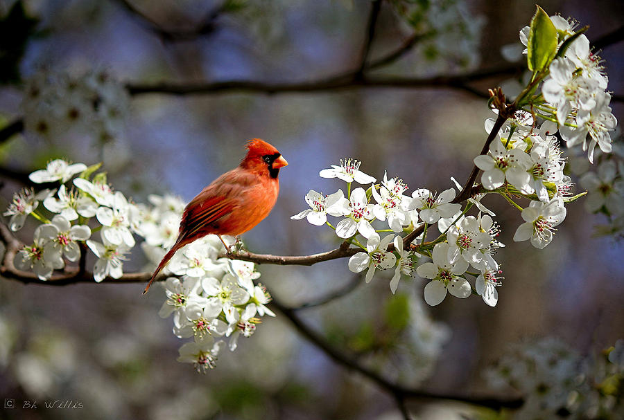 And A Cardinal in a Pear Tree Photograph by Bonnie Willis