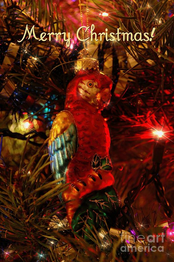 and a parrot in a Christmas tree Photograph by Peggy Hughes