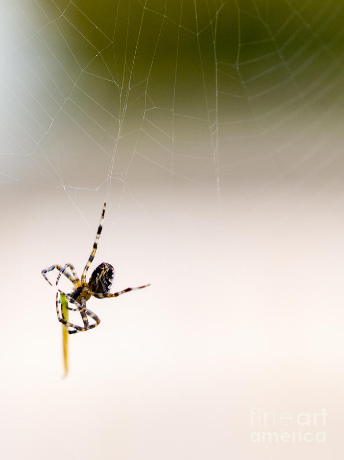 Spider Photograph - And away we go. by Tracy Knauer