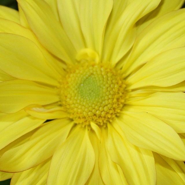 Daisy Photograph - And Its Called Yellow by Justin Connor