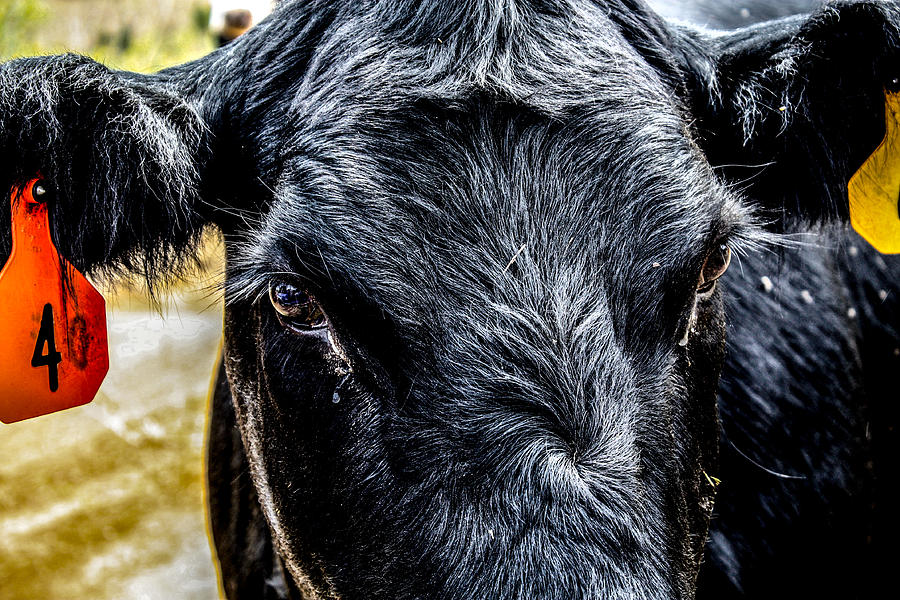 Animal Photograph - And That Aint No Bull by Toma Caul