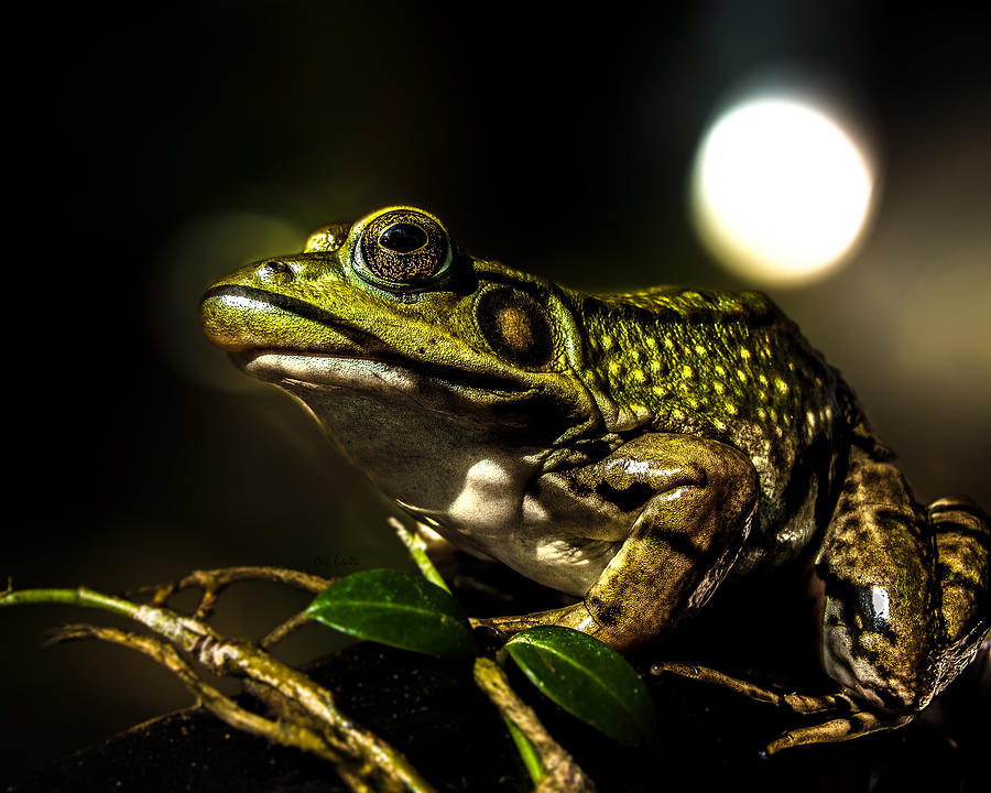 Frog Photograph - And This Frog Can Sing by Bob Orsillo