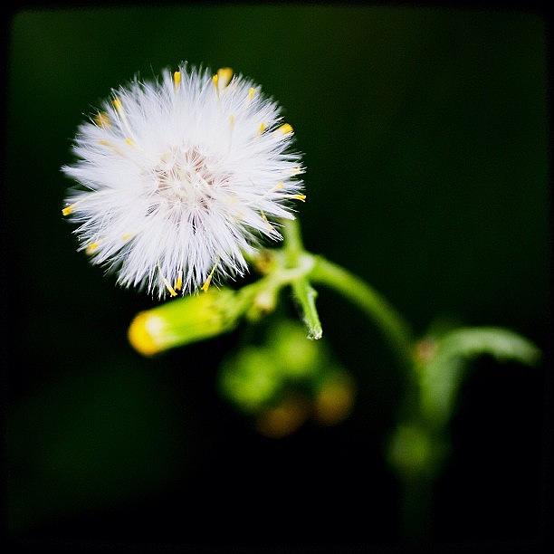 Pnw Photograph - And This Is A Weed. But I Liked It by Kevin Smith