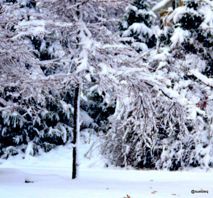 Tree Photograph - And when it snows by Sue Rosen