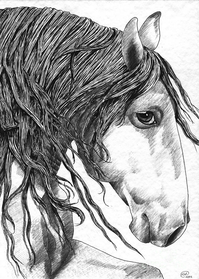 Andalusian Horse Drawing by Kate Black