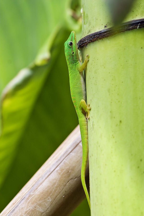 Andaman Day Gecko  India Photograph by Konrad Wothe