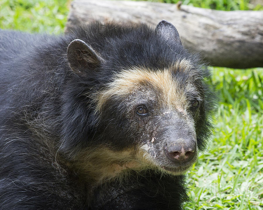 Andean Bear Photograph by TN Fairey - Fine Art America