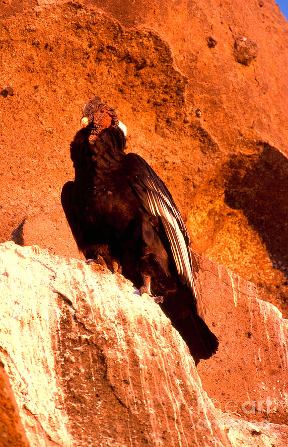 Andean Condor Photograph by Art Wolfe