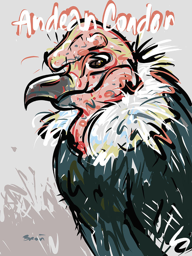 Andean Condor Drawing by Brett LaGue Pixels