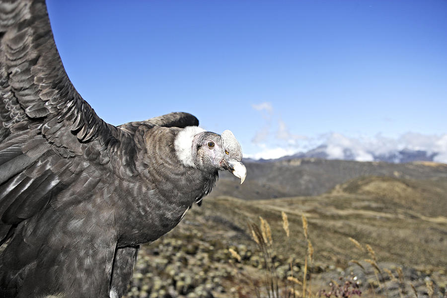 Andean Condor Photograph by M. Watson
