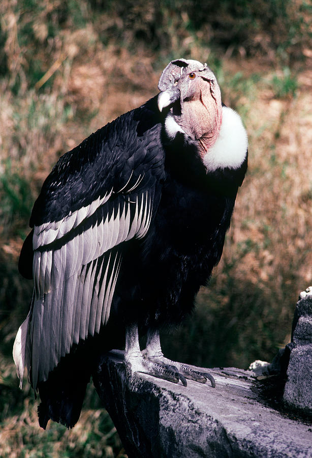 Andean Condor Photograph by R. Van Nostrand