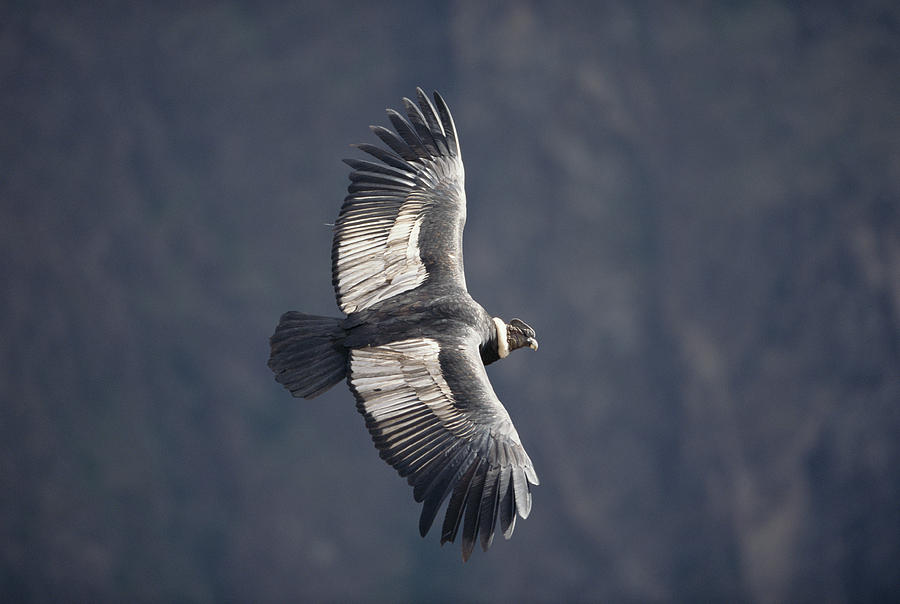 Andean Condor Riding Thermal Updraft Photograph by Tui De Roy